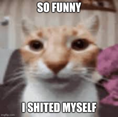 Straight face cat | SO FUNNY I SHITED MYSELF | image tagged in straight face cat | made w/ Imgflip meme maker