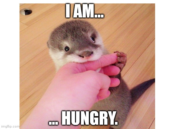 Hungry | I AM... ... HUNGRY. | image tagged in cute animals,feeling hungry | made w/ Imgflip meme maker