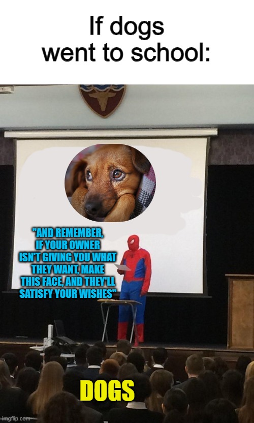 ... | If dogs went to school:; "AND REMEMBER, IF YOUR OWNER ISN'T GIVING YOU WHAT THEY WANT, MAKE THIS FACE, AND THEY'LL SATISFY YOUR WISHES"; DOGS | image tagged in teaching spiderman | made w/ Imgflip meme maker