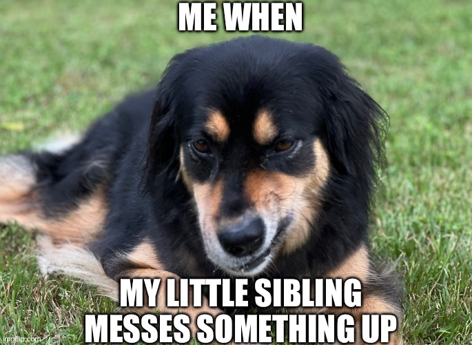 Awkward Grumpy Dog | ME WHEN; MY LITTLE SIBLING MESSES SOMETHING UP | image tagged in grumpy dog | made w/ Imgflip meme maker