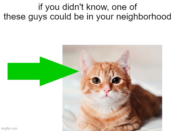 i got one of these living in my household. right now she is hiding. | if you didn't know, one of these guys could be in your neighborhood | image tagged in aww,cats,motivational,life could be a dream | made w/ Imgflip meme maker