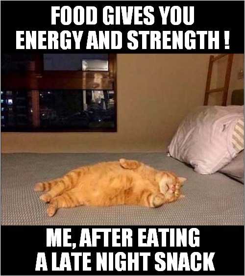 Don't Believe Everything You Read ! | FOOD GIVES YOU ENERGY AND STRENGTH ! ME, AFTER EATING  A LATE NIGHT SNACK | image tagged in cats,food,energy,tired cat | made w/ Imgflip meme maker