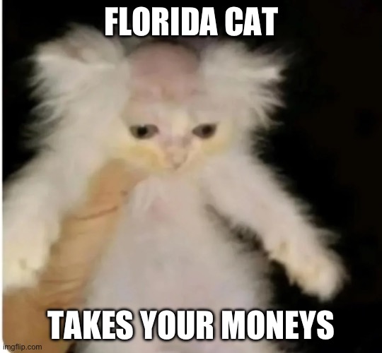 florida man shaves cat head | FLORIDA CAT TAKES YOUR MONEYS | image tagged in florida man shaves cat head | made w/ Imgflip meme maker