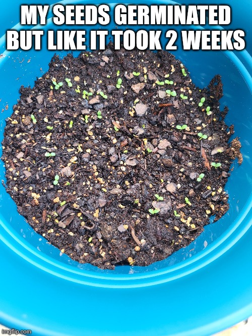 if not more | MY SEEDS GERMINATED BUT LIKE IT TOOK 2 WEEKS | made w/ Imgflip meme maker