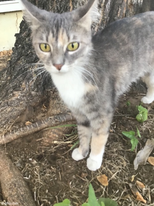 oh yeah, yesterday i found a cat in my front yard. here she is. i might adopt her idk | made w/ Imgflip meme maker
