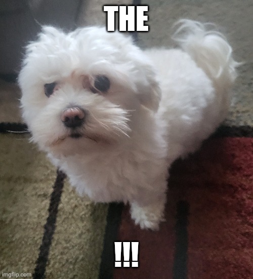 Good morning, folks. | THE; !!! | made w/ Imgflip meme maker