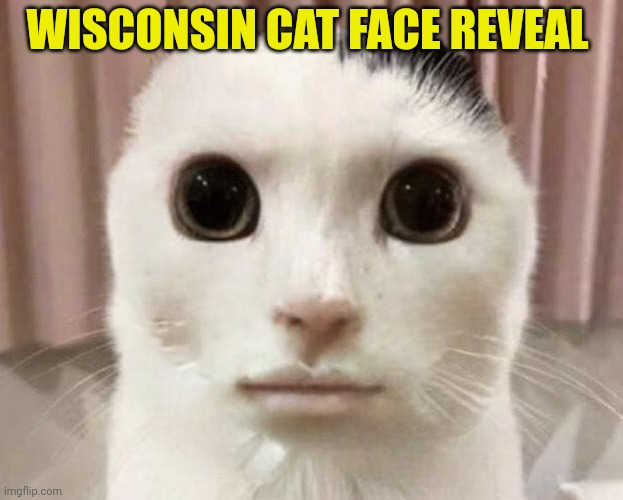 Cat from Ohio | WISCONSIN CAT FACE REVEAL | image tagged in cat from ohio | made w/ Imgflip meme maker