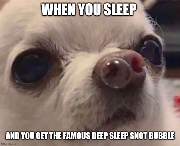 Deep sleep snot bubble | WHEN YOU SLEEP; AND YOU GET THE FAMOUS DEEP SLEEP SNOT BUBBLE | image tagged in chihuahua snot bubble | made w/ Imgflip meme maker