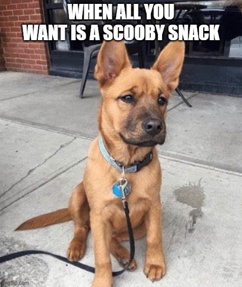 Scooby Snack | WHEN ALL YOU WANT IS A SCOOBY SNACK | image tagged in scooby doo,dogs,dog memes | made w/ Imgflip meme maker