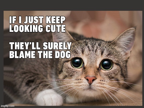 sure they will | image tagged in cute cat,funny | made w/ Imgflip meme maker
