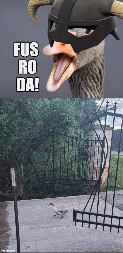 THIS DUCK IS DRAGON BORN | FUS 
RO
DA! | image tagged in ducks,skyrim,dragonborn,skyrim meme | made w/ Imgflip meme maker