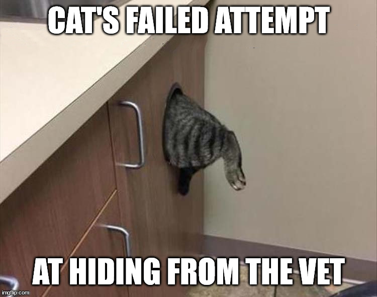CAT'S FAILED ATTEMPT; AT HIDING FROM THE VET | image tagged in cats,vets | made w/ Imgflip meme maker