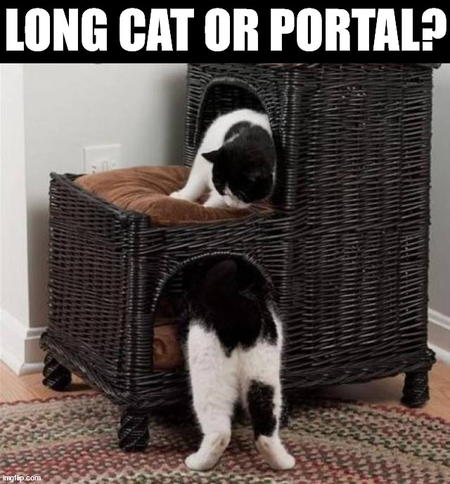 LONG CAT OR PORTAL? | image tagged in cats | made w/ Imgflip meme maker