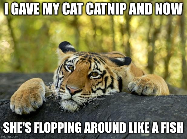 My cat is high | I GAVE MY CAT CATNIP AND NOW; SHE'S FLOPPING AROUND LIKE A FISH | image tagged in confession tiger | made w/ Imgflip meme maker