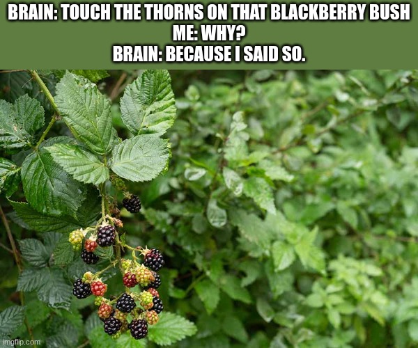 BRAIN: TOUCH THE THORNS ON THAT BLACKBERRY BUSH
ME: WHY?
BRAIN: BECAUSE I SAID SO. | made w/ Imgflip meme maker