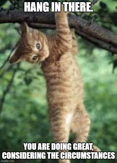 Cat hanging from tree | HANG IN THERE. YOU ARE DOING GREAT, CONSIDERING THE CIRCUMSTANCES | image tagged in cat hanging from tree | made w/ Imgflip meme maker
