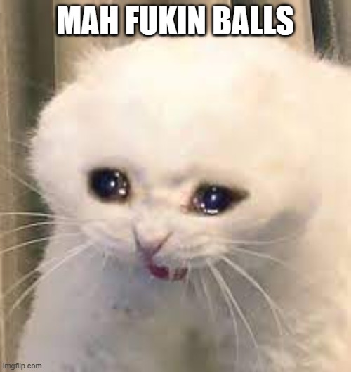 Cat | MAH FUKIN BALLS | image tagged in cat | made w/ Imgflip meme maker