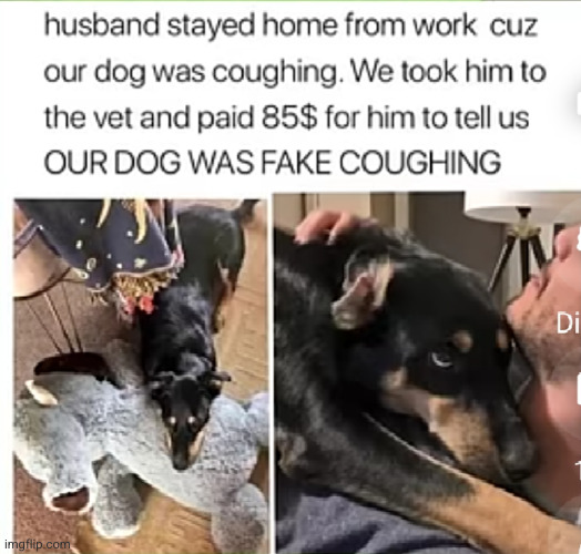 dogs these days... | image tagged in dogs,whyyy,work,waste of money,coughing,vet | made w/ Imgflip meme maker