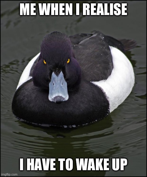 FIVE MORE MINUTES! | ME WHEN I REALISE; I HAVE TO WAKE UP | image tagged in angry duck,sleep,why | made w/ Imgflip meme maker
