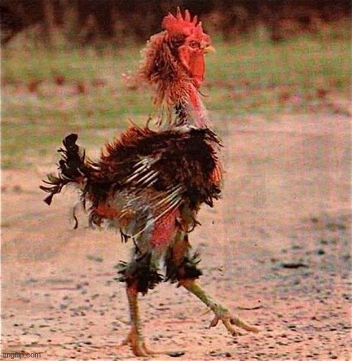 Rooster | image tagged in rooster | made w/ Imgflip meme maker