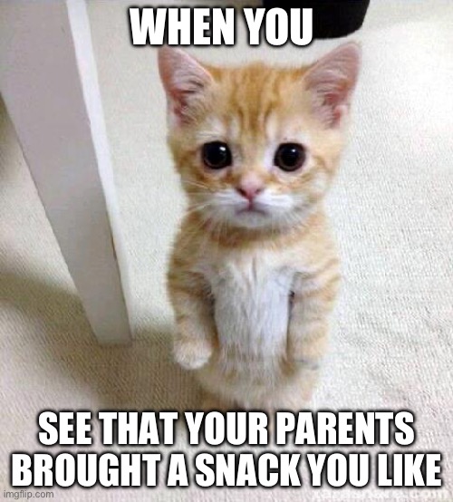 Upvo-*Person loads gun* SHUSH UPVOTE BEGGER! | WHEN YOU; SEE THAT YOUR PARENTS BROUGHT A SNACK YOU LIKE | image tagged in memes,cute cat | made w/ Imgflip meme maker