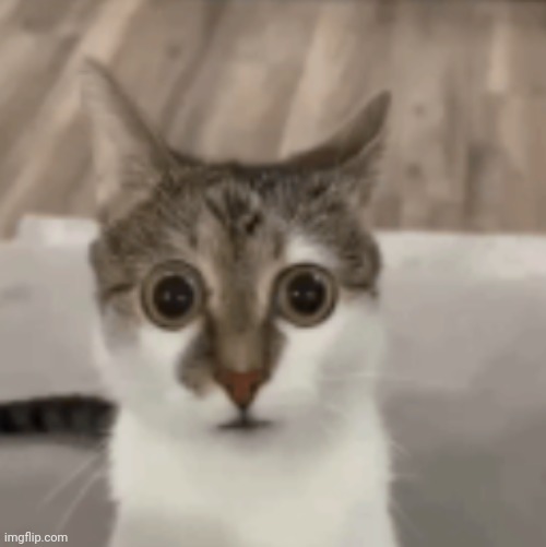 Are You Serious Right Meow | image tagged in are you serious right meow | made w/ Imgflip meme maker