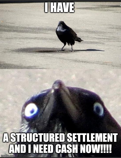 Enough with the JG Wentworth jingle!!!! It's getting annoying!!! | I HAVE; A STRUCTURED SETTLEMENT AND I NEED CASH NOW!!!! | image tagged in insanity crow | made w/ Imgflip meme maker