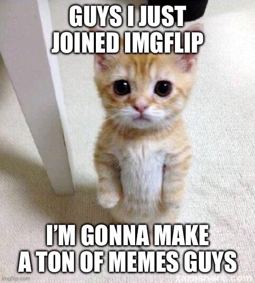 Don’t check when I joined tho lol | GUYS I JUST JOINED IMGFLIP; I’M GONNA MAKE A TON OF MEMES GUYS | image tagged in memes,cute cat | made w/ Imgflip meme maker