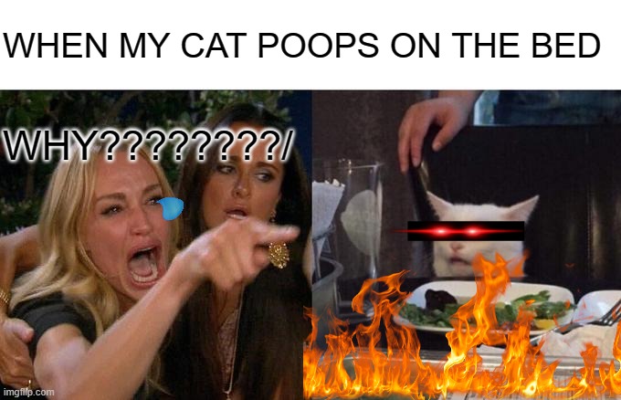 FUNNY | WHEN MY CAT POOPS ON THE BED; WHY????????/ | image tagged in memes,woman yelling at cat | made w/ Imgflip meme maker