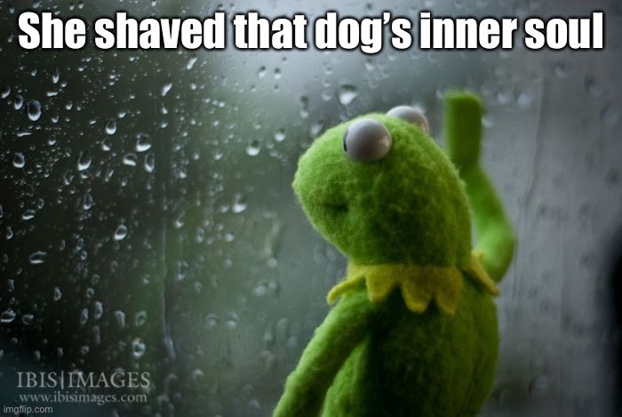 kermit window | She shaved that dog’s inner soul | image tagged in kermit window | made w/ Imgflip meme maker