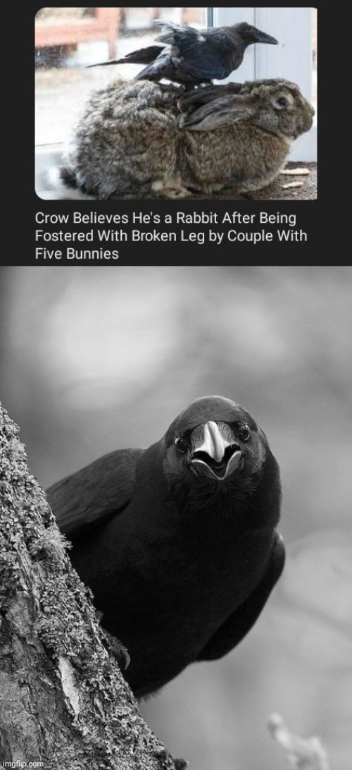 Crow Rabbit | image tagged in happy crow,crow,rabbit,bunny,bunnies,memes | made w/ Imgflip meme maker
