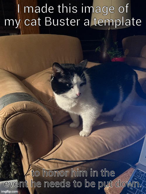 Buster The Cat | I made this image of my cat Buster a template; to honor him in the event he needs to be put down. | image tagged in buster the cat | made w/ Imgflip meme maker