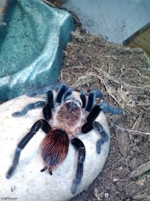 This is my pet tarantula. | made w/ Imgflip meme maker