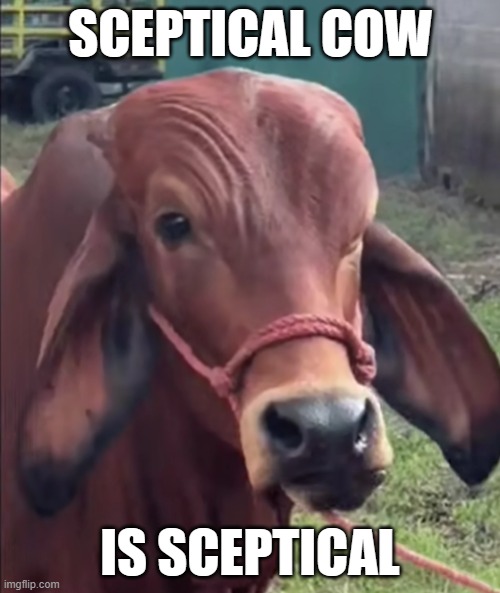 sceptical cow | SCEPTICAL COW; IS SCEPTICAL | image tagged in sceptical,cow | made w/ Imgflip meme maker
