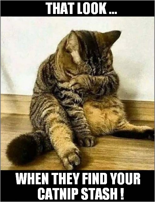 No ! No ! No ! | THAT LOOK ... WHEN THEY FIND YOUR
  CATNIP STASH ! | image tagged in cats,catnip,stash | made w/ Imgflip meme maker