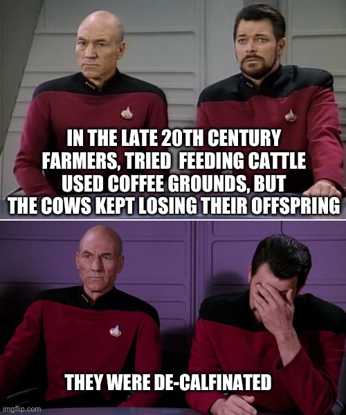 DeCalfinated | IN THE LATE 20TH CENTURY FARMERS, TRIED  FEEDING CATTLE USED COFFEE GROUNDS, BUT THE COWS KEPT LOSING THEIR OFFSPRING; THEY WERE DE-CALFINATED | image tagged in picard riker listening to a pun | made w/ Imgflip meme maker