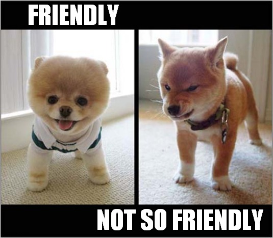 There Are Two Types Of Puppy ! | FRIENDLY; NOT SO FRIENDLY | image tagged in dogs,puppy,friendly,unfriendly | made w/ Imgflip meme maker