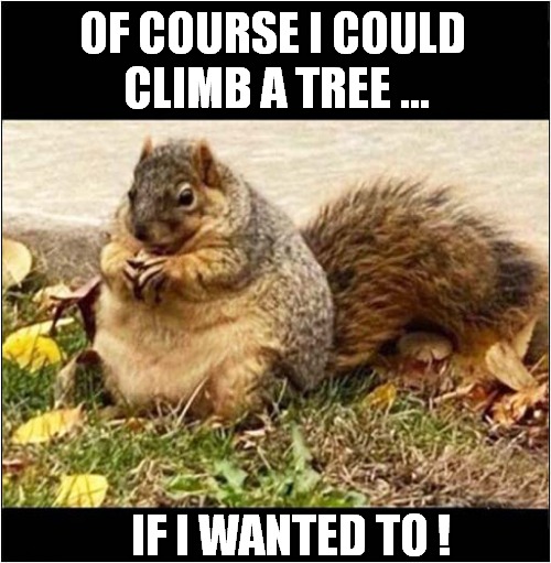 A Fat Squirrel ! | OF COURSE I COULD 
CLIMB A TREE ... IF I WANTED TO ! | image tagged in squirrel,fat,tree,climbing | made w/ Imgflip meme maker