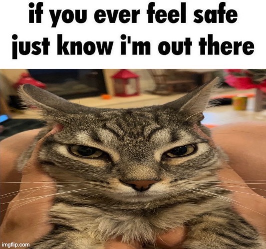 image tagged in rage,cats | made w/ Imgflip meme maker