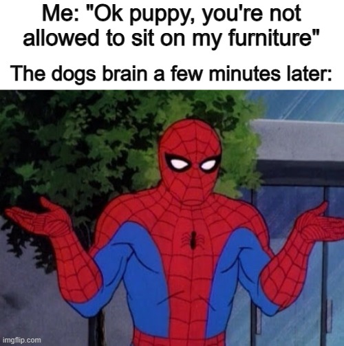 Dang it ._. | Me: "Ok puppy, you're not allowed to sit on my furniture"; The dogs brain a few minutes later: | image tagged in spiderman shrug | made w/ Imgflip meme maker