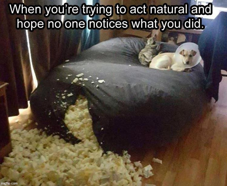 image tagged in dogs | made w/ Imgflip meme maker