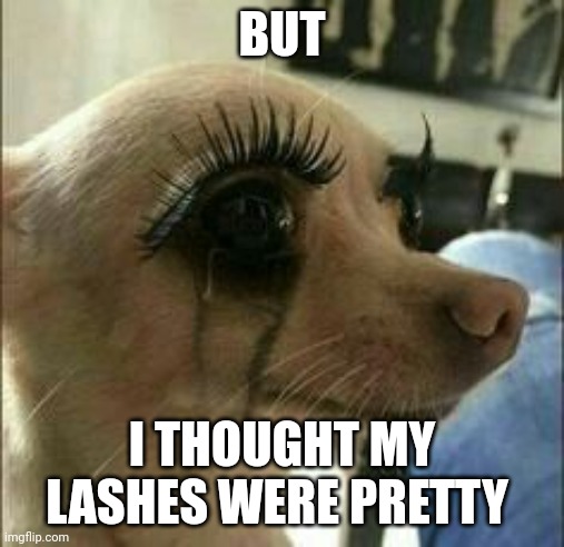 Aren't my lashes pwetty??? | BUT; I THOUGHT MY LASHES WERE PRETTY | image tagged in mascara chihuahua | made w/ Imgflip meme maker