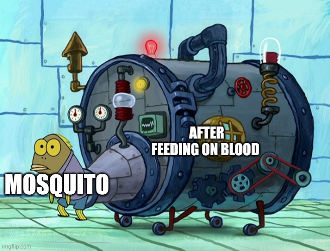 After a mosquito feeds on blood | AFTER FEEDING ON BLOOD; MOSQUITO | image tagged in iron ass | made w/ Imgflip meme maker