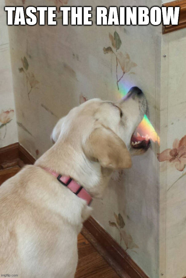 TASTE THE RAINBOW | image tagged in dogs | made w/ Imgflip meme maker