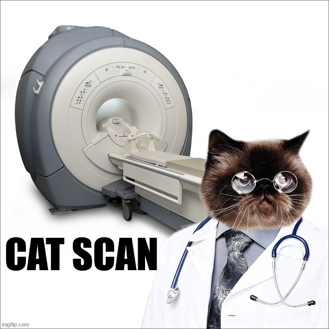 CAT SCAN | made w/ Imgflip meme maker