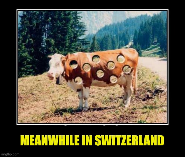 But why? Why would you do that? | MEANWHILE IN SWITZERLAND | image tagged in but why why would you do that,cow,swiss cow,switzerland | made w/ Imgflip meme maker