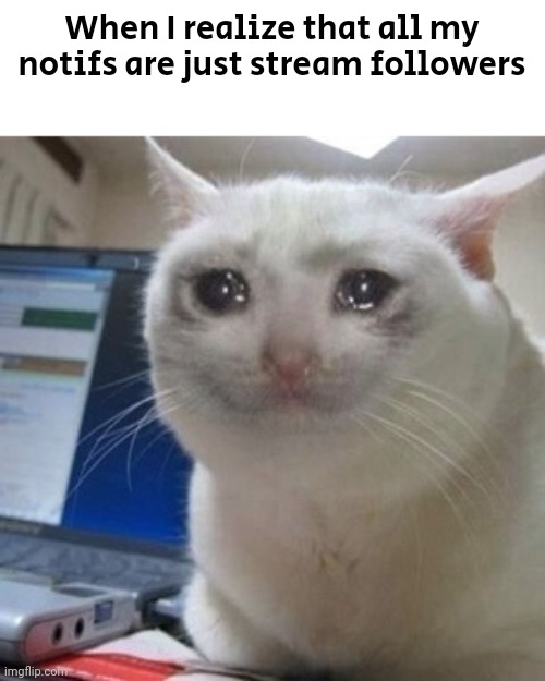 Seriously, I thought it's something different | When I realize that all my notifs are just stream followers | image tagged in crying cat | made w/ Imgflip meme maker
