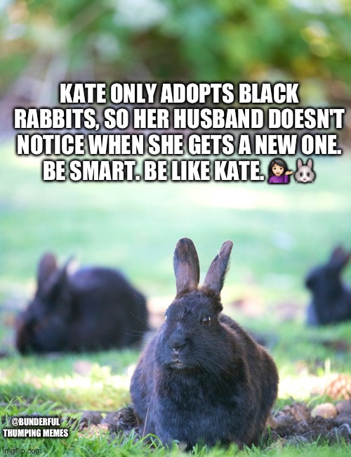 black rabbits | KATE ONLY ADOPTS BLACK RABBITS, SO HER HUSBAND DOESN'T NOTICE WHEN SHE GETS A NEW ONE. BE SMART. BE LIKE KATE. 💁🏻‍♀️🐰; @BUNDERFUL THUMPING MEMES | image tagged in rabbit | made w/ Imgflip meme maker
