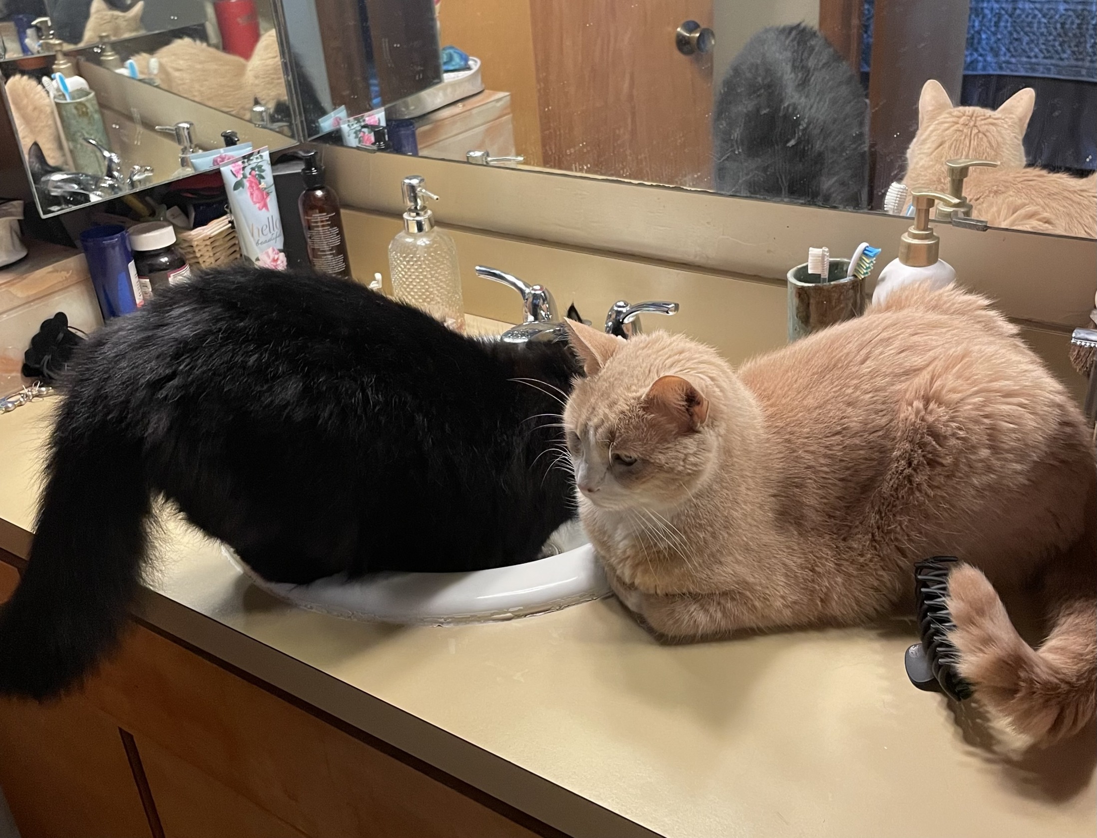 Cats at bathroom sink Blank Meme Template