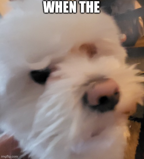 WHEN THE | made w/ Imgflip meme maker